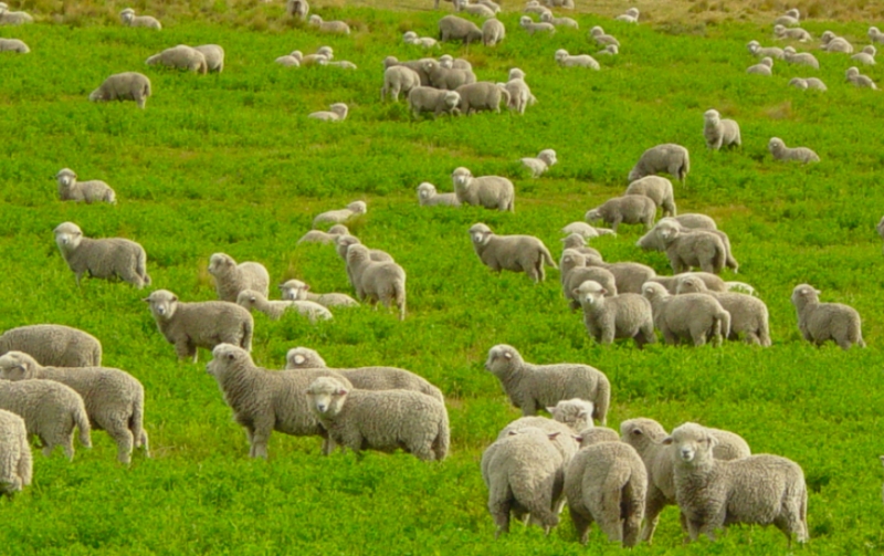 Mơ thấy đàn cừu