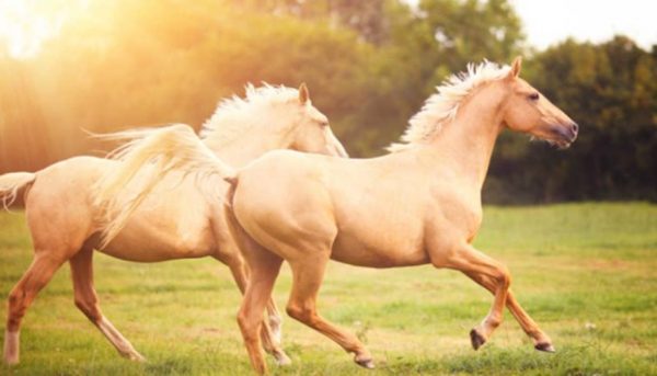 Mơ thấy ngựa là điềm gì
