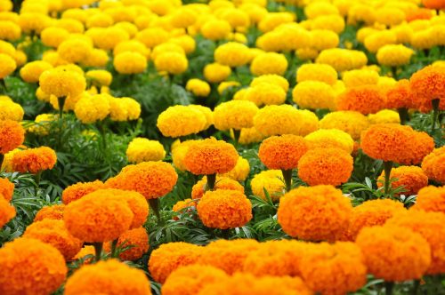 Hoa cúc vạn thọ có màu vàng tuy nhiên một số vùng không dùng để dâng cúng gia tiên vì cho rằng hoa này có mùi hôi khó chịu (ảnh minh họa)